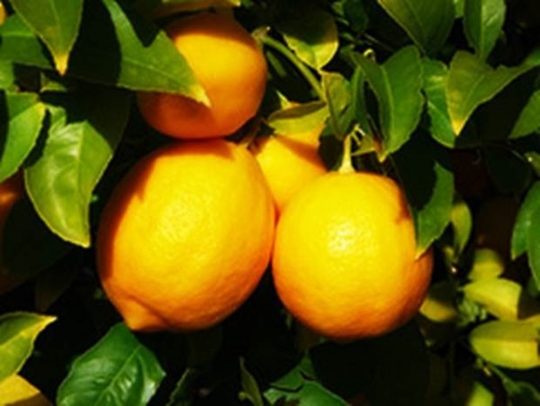 limon-yağı-faydaları-ve-kullanımı