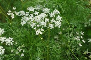 kimyon-neye-iyi-gelir (3)