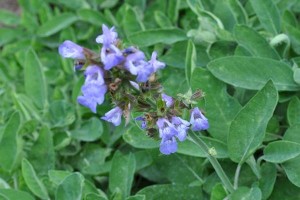 çürdük-otunun-faydaları