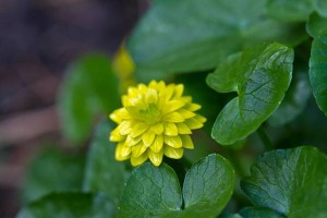 basur-otunun-faydaları
