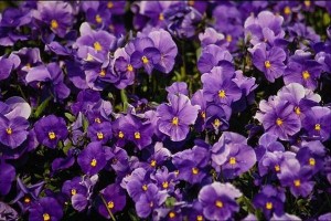 Menekşe Yağının Faydaları